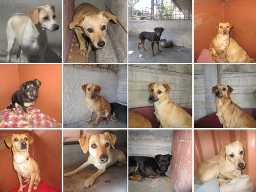 Ventimiglia: ancora tanti orfanelli in attesa di adozione, fanno parte della ‘carica dei 108’ di Camporosso