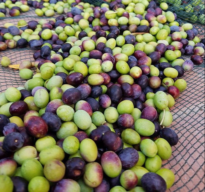 Imperia: la Confartigianato illustra le ricadute del progetto di ‘Innovazione valorizzazione delle acque di vegetazione’ Imperia: la Confartigianato illustra le ricadute del progetto di ‘Innovazione valorizzazione delle acque di vegetazione’