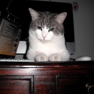 Imperia: è stato ritrovato dopo quattro mesi il gatto Olmo. I ringraziamenti del proprietario