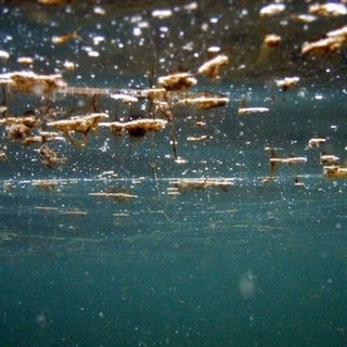 Ventimiglia: le raccomandazioni della Commissione Straordinaria per la presenza della microalga Ostreopsis ovata