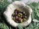 il 27 gennaio a Chiusavecchia una giornata dedicata alla potatura dell'oliveto il 27 gennaio a Chiusavecchia una giornata dedicata alla potatura dell'oliveto