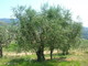 L'amore per l'olivo e l'olio d'oliva tra passato e futuro. Expo 2015, un'occasione da non perdere