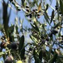 "Senza programmazione si rischia di rovinare l'olio", scatta l'allarme frantoi nell’Imperiese "Senza programmazione si rischia di rovinare l'olio", scatta l'allarme frantoi nell’Imperiese