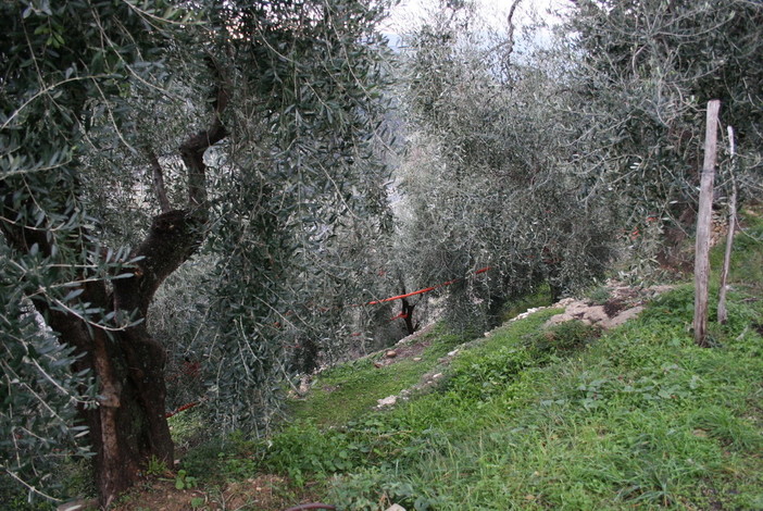 Imperia: mercoledì prossimo a Costa d'Oneglia incontro sull'olivicoltura