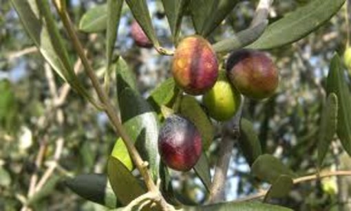 Riconoscimento Igp alle olive taggiasche, Pedante (FdI): "Un traguardo che premia i produttori" Riconoscimento Igp alle olive taggiasche, Pedante (FdI): "Un traguardo che premia i produttori"