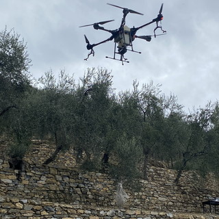 Droni per difendere l'olivicoltura dell'entroterra di Imperia
