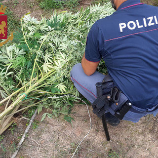 Isolabona: importante operazione antidroga della Polizia, scovata piantagione di marjiuana, sequestrato 1,5 kg di droga (Foto e Video) Isolabona: importante operazione antidroga della Polizia, scovata piantagione di marjiuana, sequestrato 1,5 kg di droga (Foto e Video)