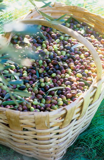 L'olio Dop della riviera ligure, fino a domenica è 'gustabile' all'Expò Fontanabuona L'olio Dop della riviera ligure, fino a domenica è 'gustabile' all'Expò Fontanabuona