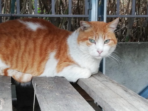 Sanremo; il gattone Orso ha bisogno di un'adozione del cuore