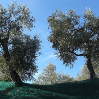 Badalucco: artisti 'frantoiani per un giorno' e per beneficenza, fioccano le adesioni