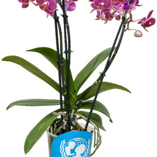 Ventimiglia: ‘Orchidea Unicef’ per i bambini, l'amministrazione Ioculano aderisce all'iniziativa