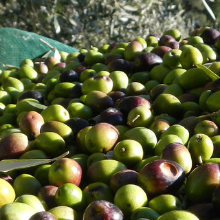 Diano Marina, raccolta delle olive, l'attacco di Rifondazione Comunista alle categorie: "Stabilire il prezzo è sconcertante, decisione padronale"