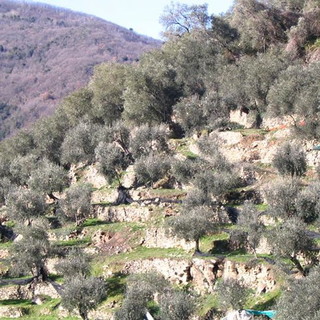 Patto di Filiera dell’olio DOP Riviera Ligure 2015/2016: stabiliti i prezzi di olio e olive per la stagione Patto di Filiera dell’olio DOP Riviera Ligure 2015/2016: stabiliti i prezzi di olio e olive per la stagione