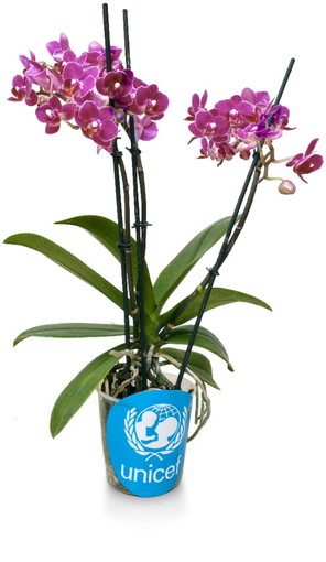Ventimiglia: ‘Orchidea Unicef’ per i bambini, l'amministrazione Ioculano aderisce all'iniziativa