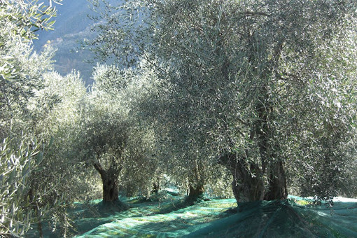 Si prospetta un buon 2018 per l’olio nostrano, Coldiretti: “Annata di carica e danni limitati da parte della mosca” Si prospetta un buon 2018 per l’olio nostrano, Coldiretti: “Annata di carica e danni limitati da parte della mosca”