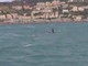 E' morto il piccolo di orca avvistato nei giorni scorsi nel golfo di Genova: l'annuncio del Tethys Research Institute