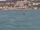Le quattro orche sono andate via da Genova: avvistate a Vado Ligure si spostano verso ponente (video) Le quattro orche sono andate via da Genova: avvistate a Vado Ligure si spostano verso ponente (video)