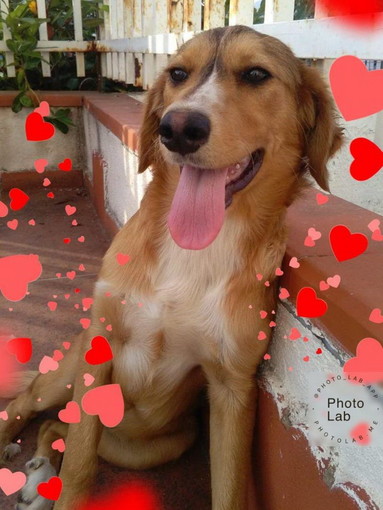 Sanremo: la cucciolona Olimpia aspetta una nuova famiglia