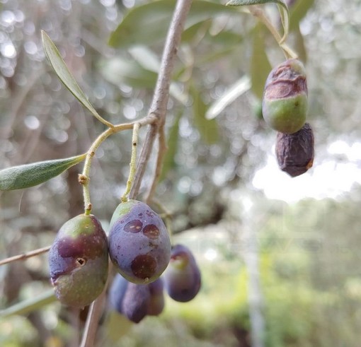 Le olive colpite dalla 'mosca'
