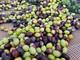 Agricoltura: ieri a Taggia passo in avanti verso la protezione e valorizzazione delle olive taggiasche liguri