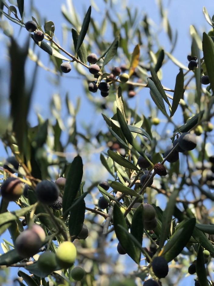 "Senza programmazione si rischia di rovinare l'olio", scatta l'allarme frantoi nell’Imperiese "Senza programmazione si rischia di rovinare l'olio", scatta l'allarme frantoi nell’Imperiese