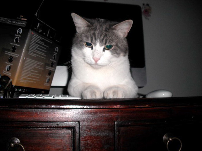 Imperia: è stato ritrovato dopo quattro mesi il gatto Olmo. I ringraziamenti del proprietario Imperia: è stato ritrovato dopo quattro mesi il gatto Olmo. I ringraziamenti del proprietario