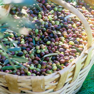 L'olio Dop della riviera ligure, fino a domenica è 'gustabile' all'Expò Fontanabuona