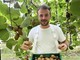 Kiwi giallo Haegeum, la nuova frontiera della frutticoltura piemontese Kiwi giallo Haegeum, la nuova frontiera della frutticoltura piemontese