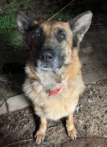 Sanremo: si è allontanato ieri mattina da Valle Armea 'Iona', l'appello dei proprietari (Foto)