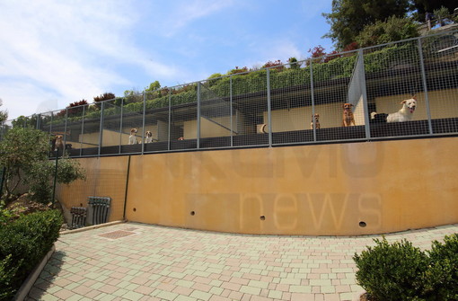 Sanremo: interventi sul canile 'Pluto's Residence', la risposta del legale rappresentante