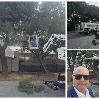 Potatura dei pini allo 'Zaccari', l'Amministrazione di Vallecrosia al Mare: "Intervento importante per la sicurezza dei giovani" (Foto)