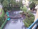 Ventimiglia: crolla un pino nel parcheggio del 'Santa Marta', i ringraziamenti per la rimozione (Foto)
