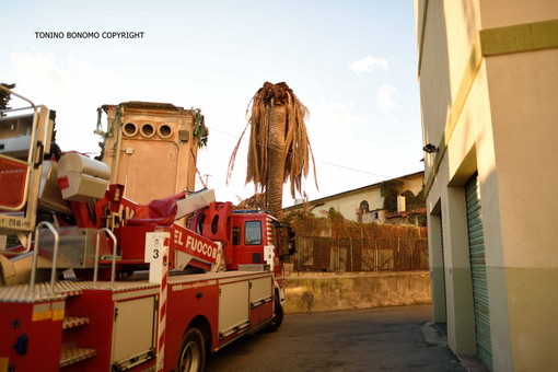Sanremo: Vigili del Fuoco mettono in sicurezza palme colpite dal Punteruolo Rosso nella zona della Foce Sanremo: Vigili del Fuoco mettono in sicurezza palme colpite dal Punteruolo Rosso nella zona della Foce