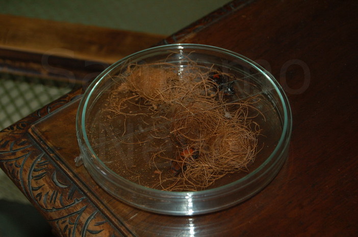 Sanremo: anche 'Capitan Ventosa' a Villa Ormond per una palma infestata dal 'Punteruolo Rosso'