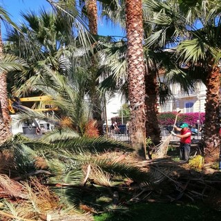 Sanremo: potatura di pini e palme tra ieri ed oggi, piantate tre nuove palme in via Barabino (Foto)