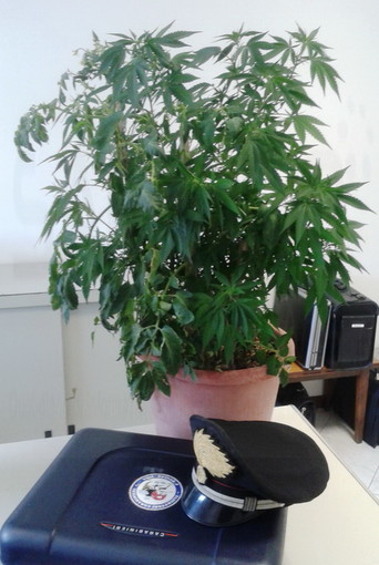 Ventimiglia: aveva 11 piante adulte di cannabis in campagna, denunciato un 52enne incensurato