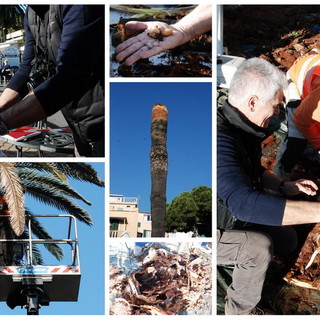Sanremo: verrà abbattuta la palma 'infestata' dal 'Punteruolo Rosso' sul porto vecchio Sanremo: verrà abbattuta la palma 'infestata' dal 'Punteruolo Rosso' sul porto vecchio