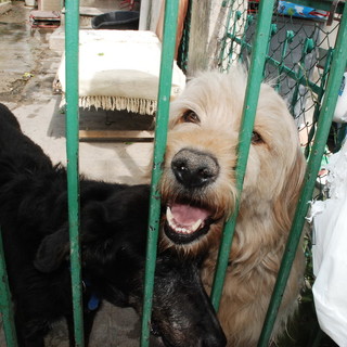 Eredità da 90mila euro per la Lega del Cane di Ventimiglia: ecco a cosa servono i soldi Eredità da 90mila euro per la Lega del Cane di Ventimiglia: ecco a cosa servono i soldi