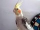 Ventimiglia: è volato via e non si trova più il pappagallo 'Blu', l'appello della proprietaria