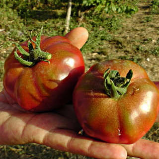 Il pomodoro nero di Seborga è stato riconosciuto dall'Arca del Gusto Mondiale Il pomodoro nero di Seborga è stato riconosciuto dall'Arca del Gusto Mondiale
