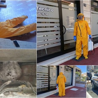 Vallecrosia, nido di vespe velutine: Protezione civile in azione (Foto e video) Vallecrosia, nido di vespe velutine: Protezione civile in azione (Foto e video)
