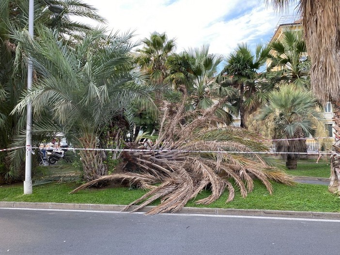 La palma caduta davanti nei giardini davanti al Morgana La palma caduta davanti nei giardini davanti al Morgana