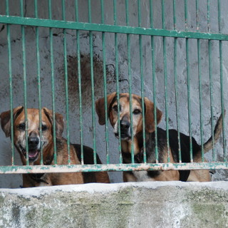 Sanremo: bando europeo per il canile di San Pietro, la mail della nostra lettrice Romy