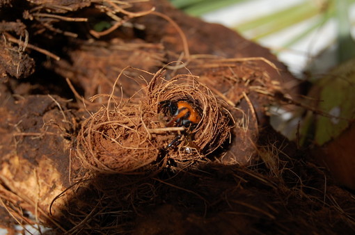 "Chi fermerà il Punteruolo rosso?", giornata di approfondimento su ricerca e impiego di strategie 'ecologiche' nella lotta al punteruolo rosso