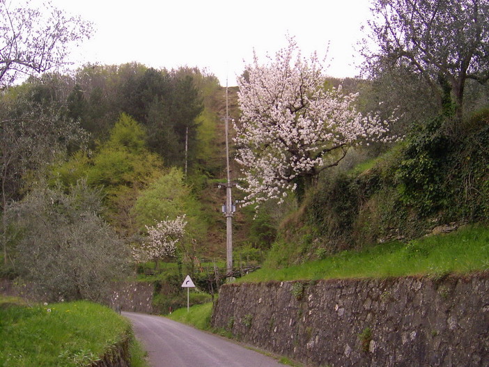 Imperia: strada tra Vessalico e Siglioli ripulita dai residenti, eliminati arbusti ed erbacce pericolosi