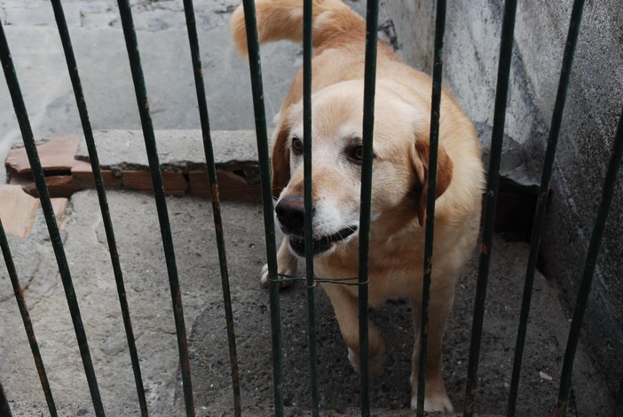 Randagi o 'rinunciati' al Canile di Ventimiglia: le Guardie Zoofile rispondono all'Ass. vallecrosino Peretti