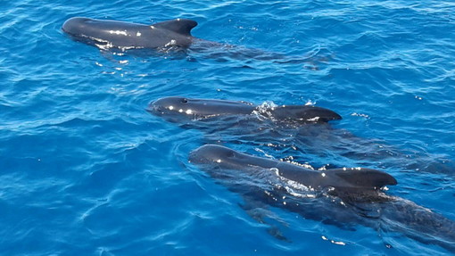 Sanremo: venerdì prossimo al Casinò, convengo 'Pelagos: uno straordinario patrimonio da conoscere e tutelare'