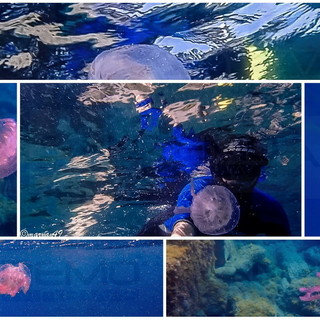 Golfo dianese: le splendide foto alla 'Medusa luminosa' scattate oggi sott'acqua da Marcello Nan
