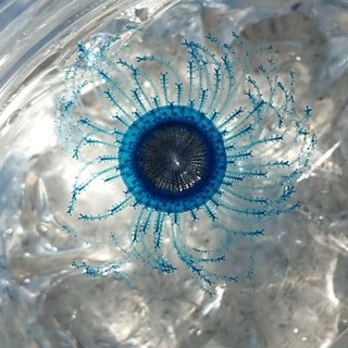 L'esemplare di Porpita porpita avvistato a Diano Marina