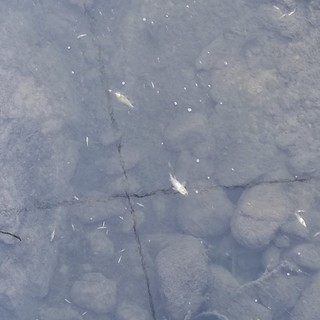 I pesci morti nell'acqua del Verbone